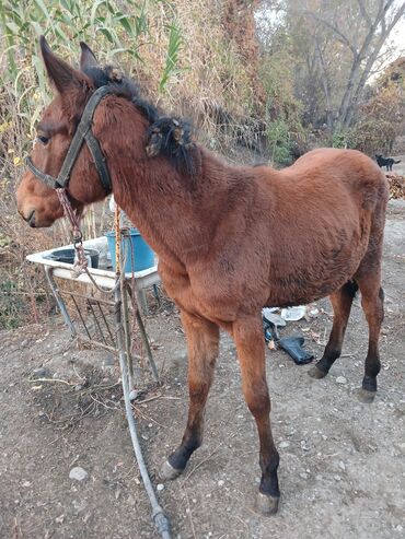 купить породистую собаку: Продаю | Жеребенок | Для разведения