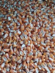 кане корсо цена: Токмок кукуруза 23сом кг