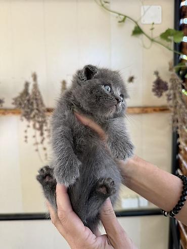 кошка породистый: Скотиш Фолд (Шотландская вислоухая), 1 месяц, Мальчик, Голубой, Приучена к лотку — 1