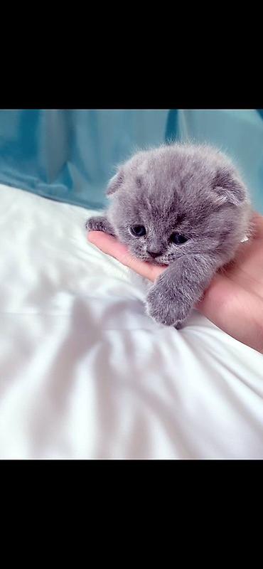 Продается котенок чистокровный, шотландский вислоухие 1 месяц, котенок at lalafo.kg Продается котенок чистокровный, шотландский вислоухие 1 месяц, котенок