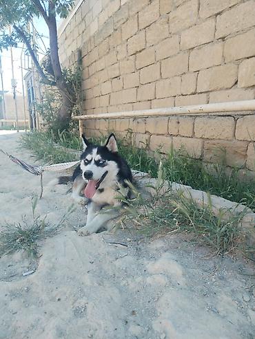 it gəncə: Xaski, 5 ay, Dişi, Ünvandan götürmə — 1