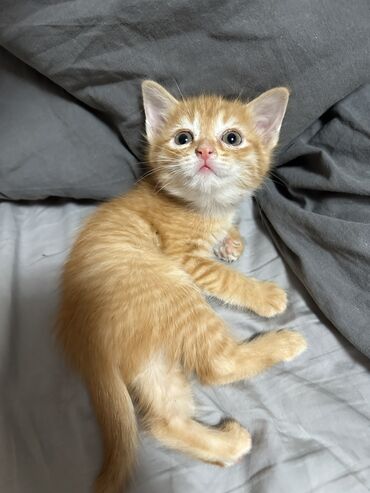 шотландец кот: Отдам котят в добрые руки . День рождение 11 апреля . Очень игривые
