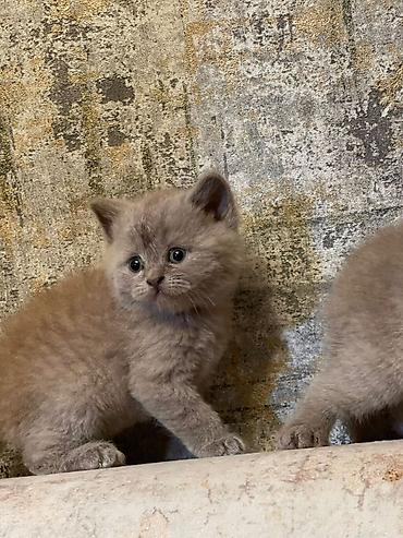 Кошки: Британская, Самец, Самка, В добрые руки, Самовывоз, Доставка в районы, Платная доставка — 6
