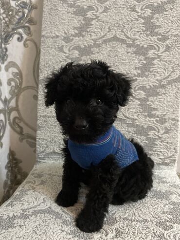 it ucun yuva: Qara balaca it üçün mavi trikotaj sviter - Rəng: mavi (nazik çəhrayı at lalafo.az it ucun yuva: Qara balaca it üçün mavi trikotaj sviter - Rəng: mavi (nazik çəhrayı