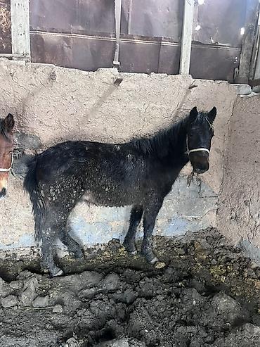 Лошади, кони: Продаю | Жеребенок | На забой — 8