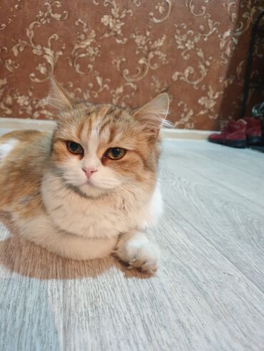 просьба вернуть за вознаграждение: Пропала кошка на фото в Р-н Кызыл Аскера (газ городок) .откликается