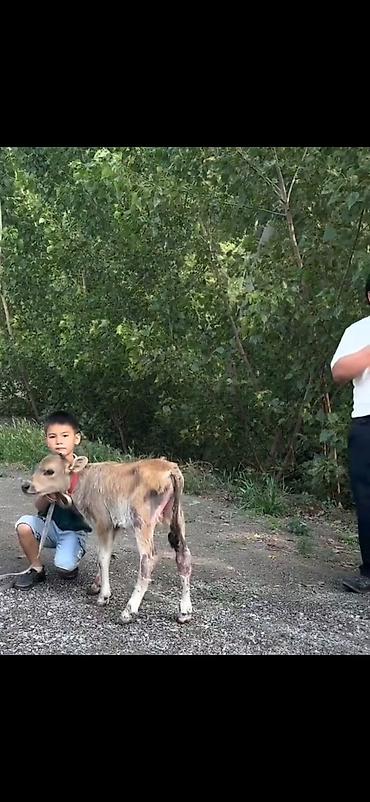 Inəklər, öküzlər: Satışda: inək və balası (düyə) - Növlər: qara rəngli ana inək və onun — 4