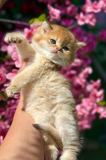 Pişiklər: Şotland — 2