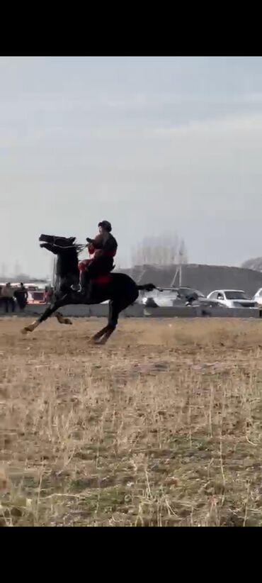 Лошади, кони: Продаю | Конь (самец) | Конный спорт — 2