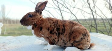 Reks sortu dovşan balaları satılır qiymət 20 manat əlavə məlumat üçün