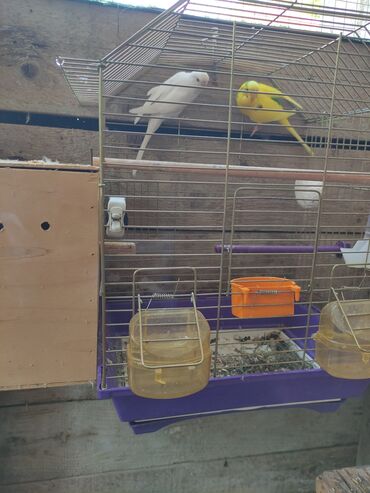 Tutuquşları: Papuqaylar biri 14 Azn erkey disi var — 6