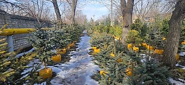 Искусственные ёлки: Ёлка,сосна,голубые ели,пихта,берёза — 6