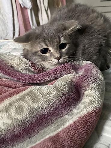 отдам котят в добрые руки бишкек: Кошка даром: Сибирская, 10 месяцев, Девочка, Приучена к лотку — 3