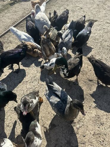 Ördəklər: Salam Aleykum Satılır Ördək Qaz Ördək Cücəsi Toyoq 36 Ədəd Lal Ördək — 33