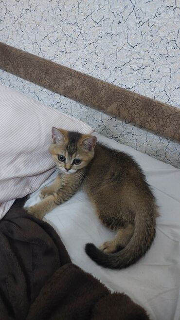 Pişiklər: Продам котенка (девочка) 3 месяца. Золотая Шиншилла. в добрые и