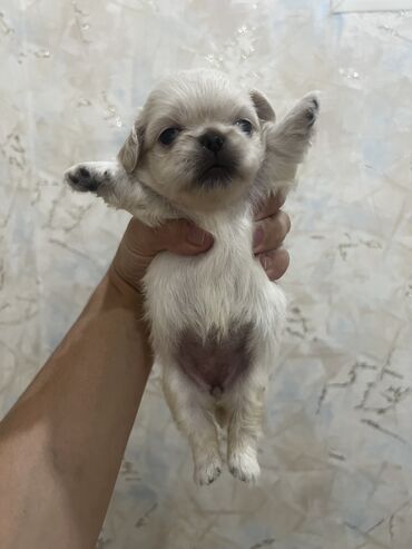 itlə barter: Pekines, 1 ay, Dişi, Ünvandan götürmə