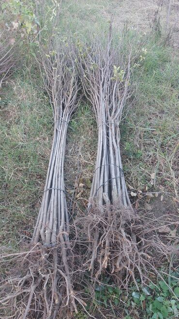 Şitillər: Məhsul: Gül kolları (qızılgül) Təsvir: - Şəkillərdə müxtəlif rəng və — 17