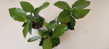 Другие комнатные растения: Гардения продаю хорошо укорененные черенки гардении жасминовидной