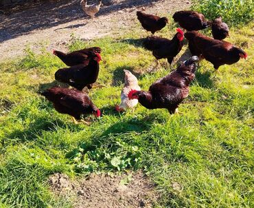 сухие корма для собак: Toyuq, Yumurtalıq