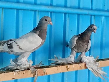 сх животные и товары: Продаю голуби 🕊️ 
Оба:2000
Договоримся