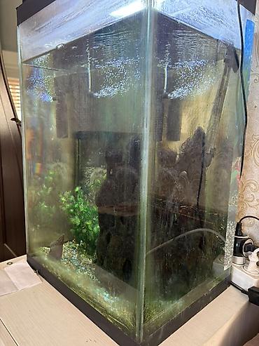 fish eye: Аквариумный комплект для дома/офиса - Прямоугольный стеклянный — 1