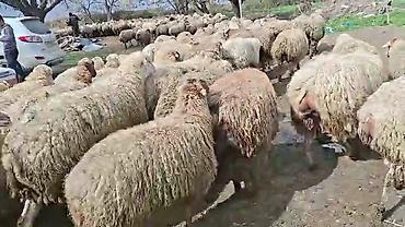 Qoyunlar, qoçlar: Satış: Qoyun sürüsü 0509813022 - Növ: Qoyun (ana qoyunlar üstünlük — 3