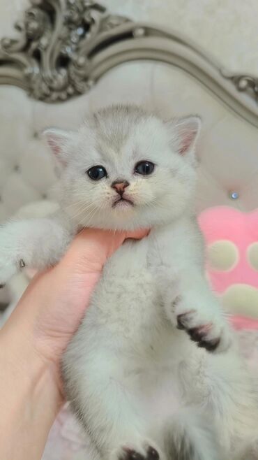 продажа кошек: Скотиш Страйт (Шотландская прямоухая), 1 месяц, Девочка, Серебристая шиншилла, Проглистована, Приучена к лотку