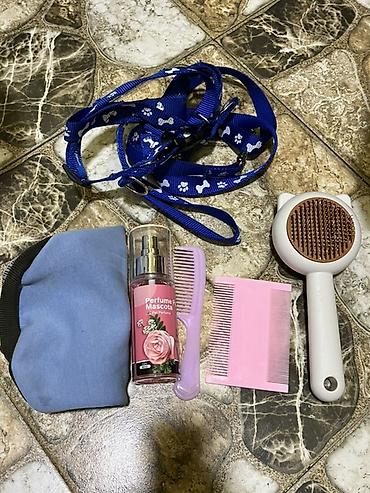 İtlər: Pudel, 7 ay, Erkek, Peyvəndli — 7