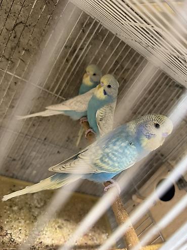 cex quşlar: Salam temiz iri cex balalari 2 ayliqdilar 4 ededi birdenesin qiymeti — 2