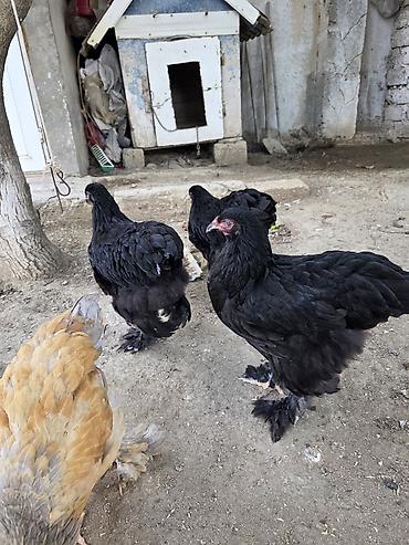 Toyuqlar: Toyuq, Brama, Damazlıq — 4