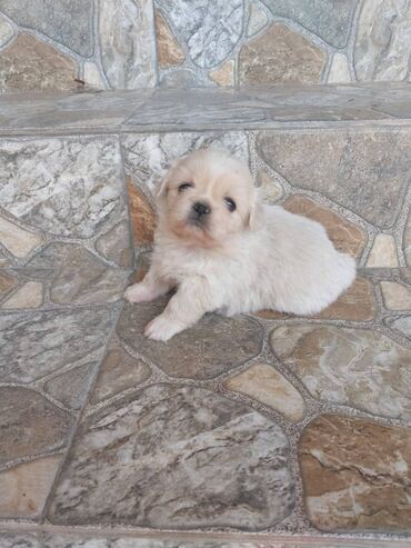 dişi pudel: Pekines, 2 ay, Dişi, Peyvəndli, Ünvandan götürmə, Pulsuz çatdırılma, Ödənişli çatdırılma
