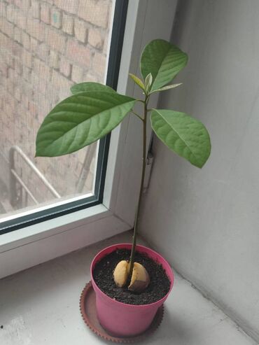 Авакадо молодое растение Активный рост.
на 2 кг сахара
