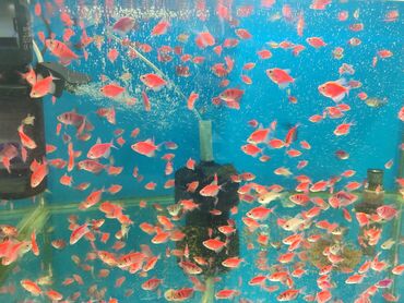 Balıqlar: Quppi, Sülhsevər, Ünvandan götürmə, Ödənişli çatdırılma — 2