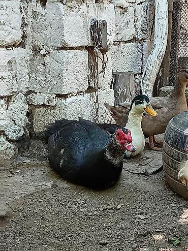 qaqa ordeyi: Səsli ördekler 15 man sesiz 25 manat heyvanlar sağlamdır 8 dene lal — 3