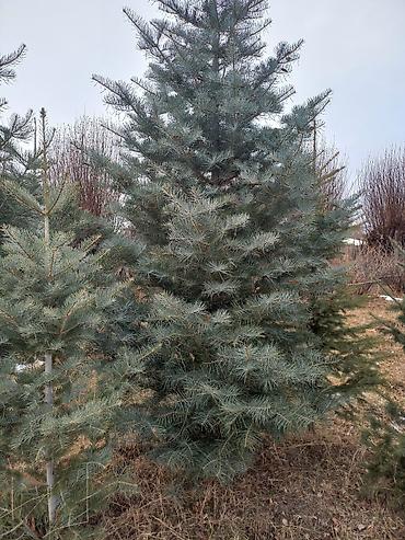 Другие товары для дома и сада: Голубой ель. Тянь-шаньский ель.береза,Пихта,Сосна, сатылат — 8