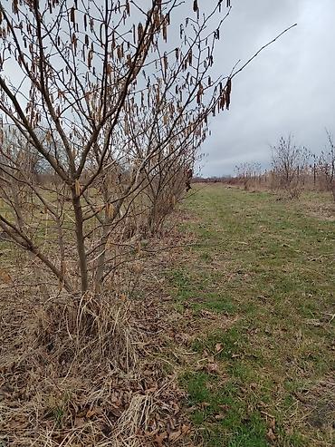 Torpaq sahələrinin satışı: Kənd təsərrüfatı -da lalafo.az — 1 Torpaq sahələrinin satışı: Kənd təsərrüfatı — 1