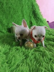 хомяк домашний купить: Чихуахуа, 2 айлык, Эркек, Эмделген, Ит тегин тастыктоочу документ