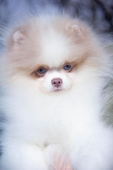 Продажа собак: Шпиц, 5 месяцев, Самец — 17