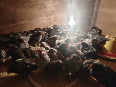 Cücələr: Xarkov cuceleri 25 günlük satiwda — 9