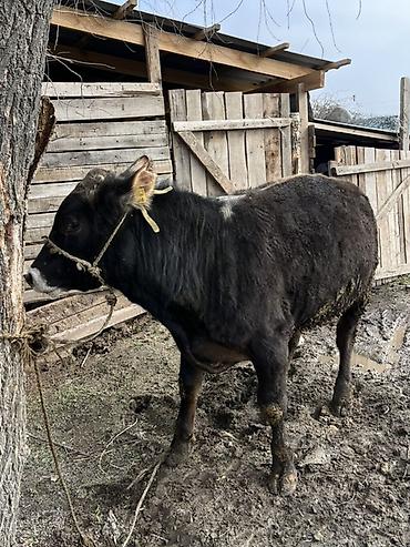 Коровы, быки: Продаю | Бык (самец) | Швицкая | На откорм | Привязанные — 5