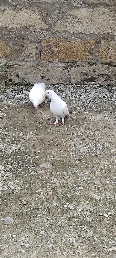 Quşlar: Göyərçin barter var boynugüllü yada əbrəşlə badam lələy erkəy olmalıdı — 4