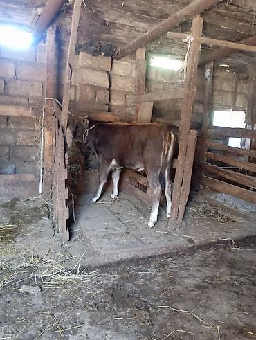 naxcivan heyvan elanlari: Ag qulaq cins danadi sortdu — 2