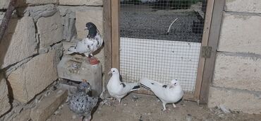 dekarativ goyercinler: Salam Çəp erkey ve qaravaw erkey oynaqdi ve o biriler baladi çəp ve