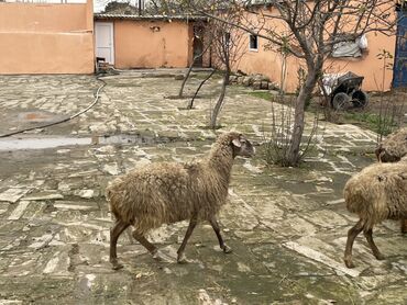 Qoyunlar, qoçlar: Salam Heyvanlar hamısı sağlam ağır boğazdılar ana baladılar satılırlar — 1