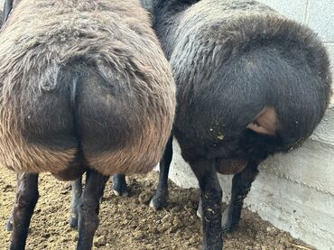 Бараны, овцы: Продаю | Баран (самец), Ягненок | Гиссарская, Арашан | Для разведения, Для шерсти, На забой | Племенные — 18