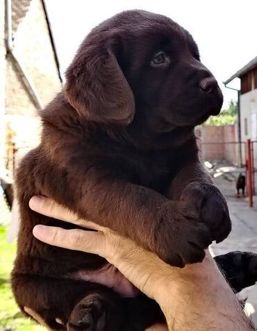 Psi: Čokoladni štenci labrador retrivera Čokoladni štenci labrador — 4