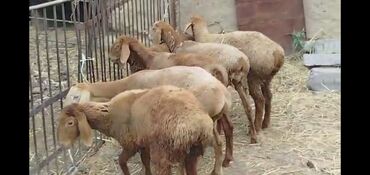 Бараны, овцы: Продаю | Овца (самка), Ягненок, Баран (самец) | Арашан | Для разведения | Племенные, Осеменитель, Ярка