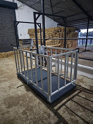 ari ramkasi satisi: Inək tərəzsi 3 tonluq 1199 başlyır 1500 çin və Türkiyə istehsalı var — 2