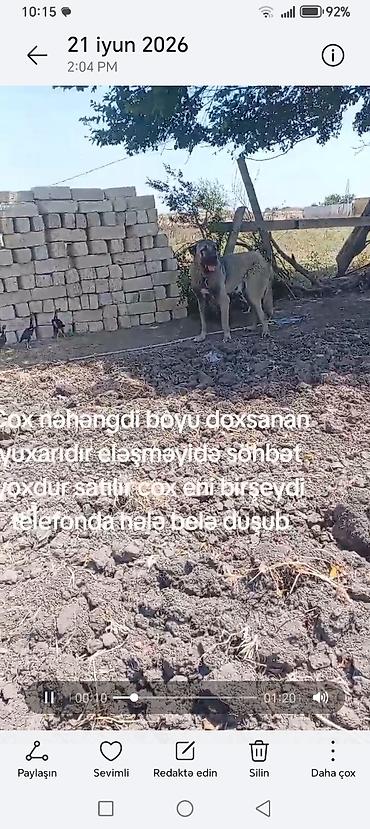 ana bala inək: Kaqal satılır boy 95 — 2