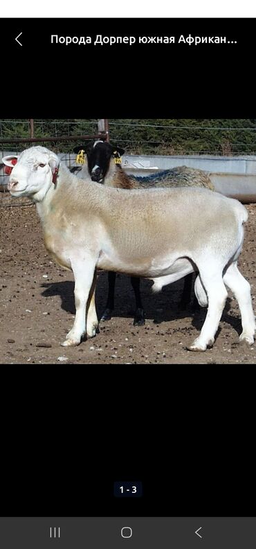 Баран, овца: Продаю | Баран (самец) | Для разведения | Осеменитель — 1